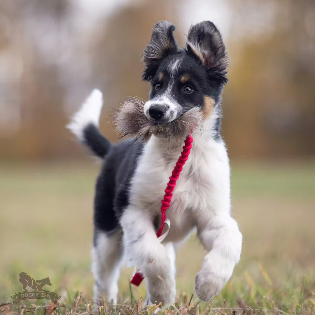 Raccoon Fur Bungee Tug
