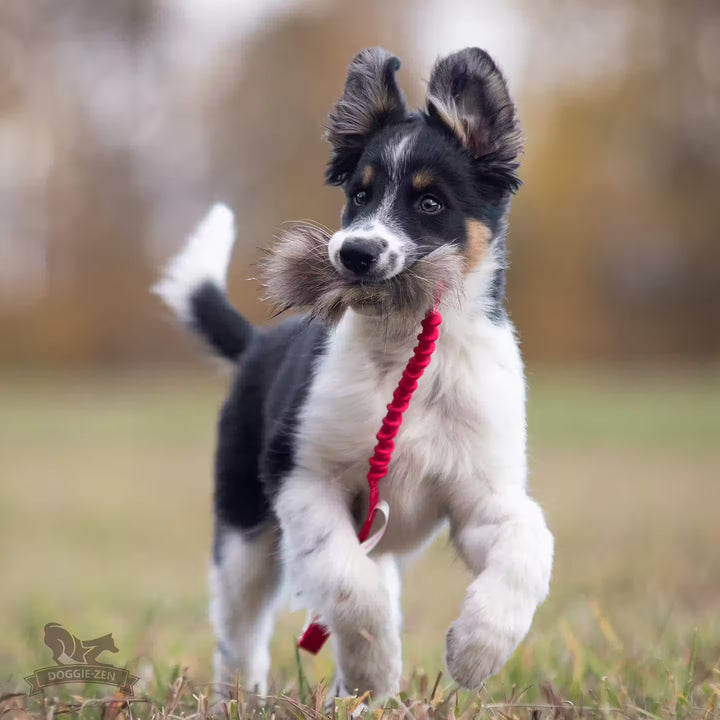 Raccoon Fur Bungee Tug