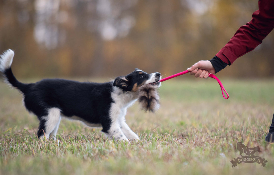 Raccoon Fur Bungee Tug
