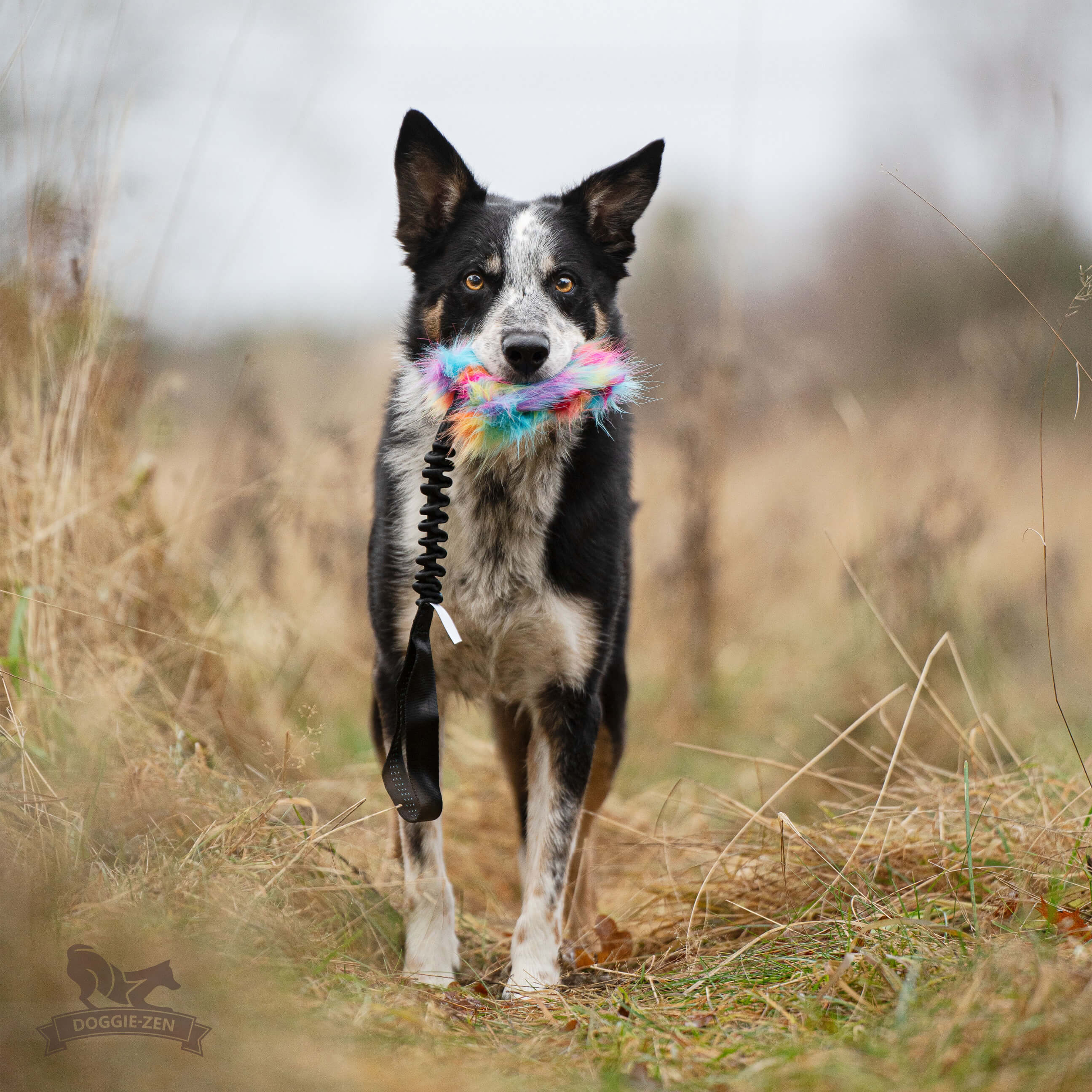 All Dog toys