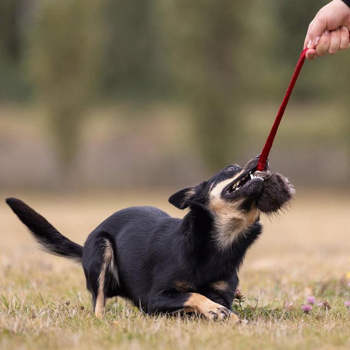 Beaver Bungee Treat Pouch