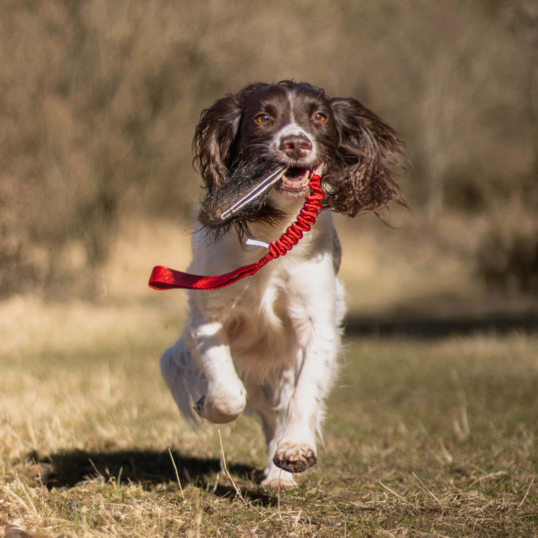 Wild Boar Treat Pouch  Bungee Tug