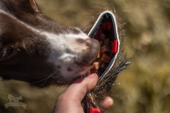 Wild Boar Treat Pouch  Bungee Tug