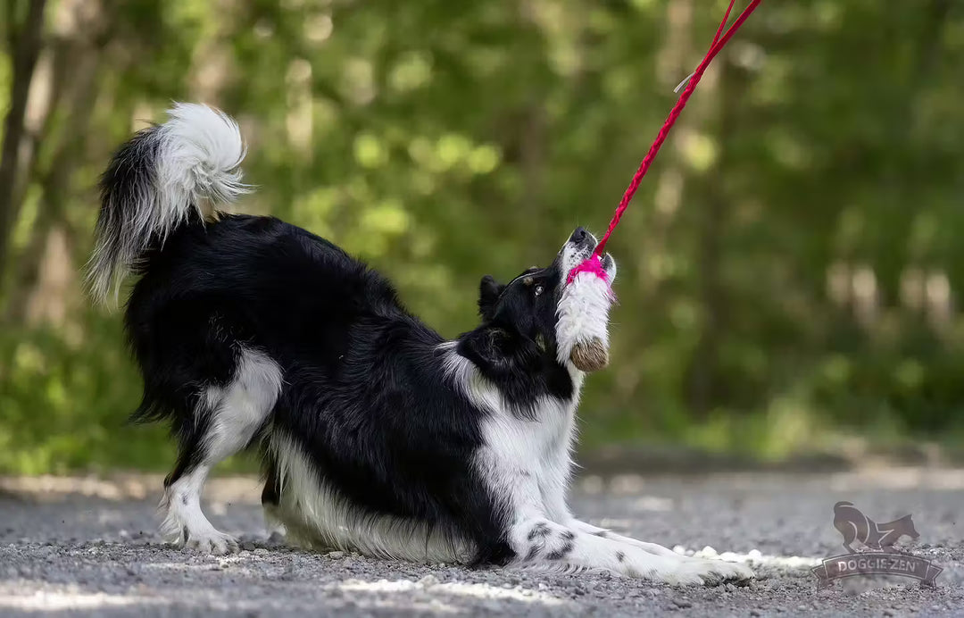 Tricolor Fur Bungee Tug
