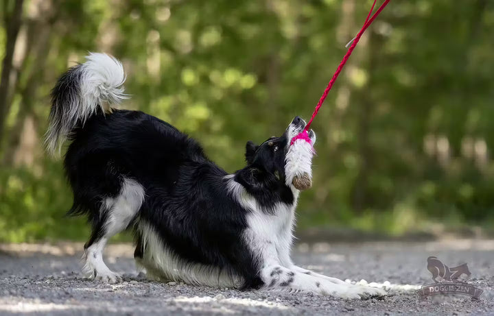 Tricolor Fur Bungee Tug