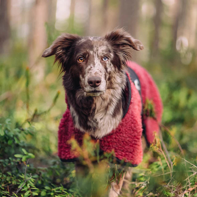 Hundlands Wool Blanket Hybrido