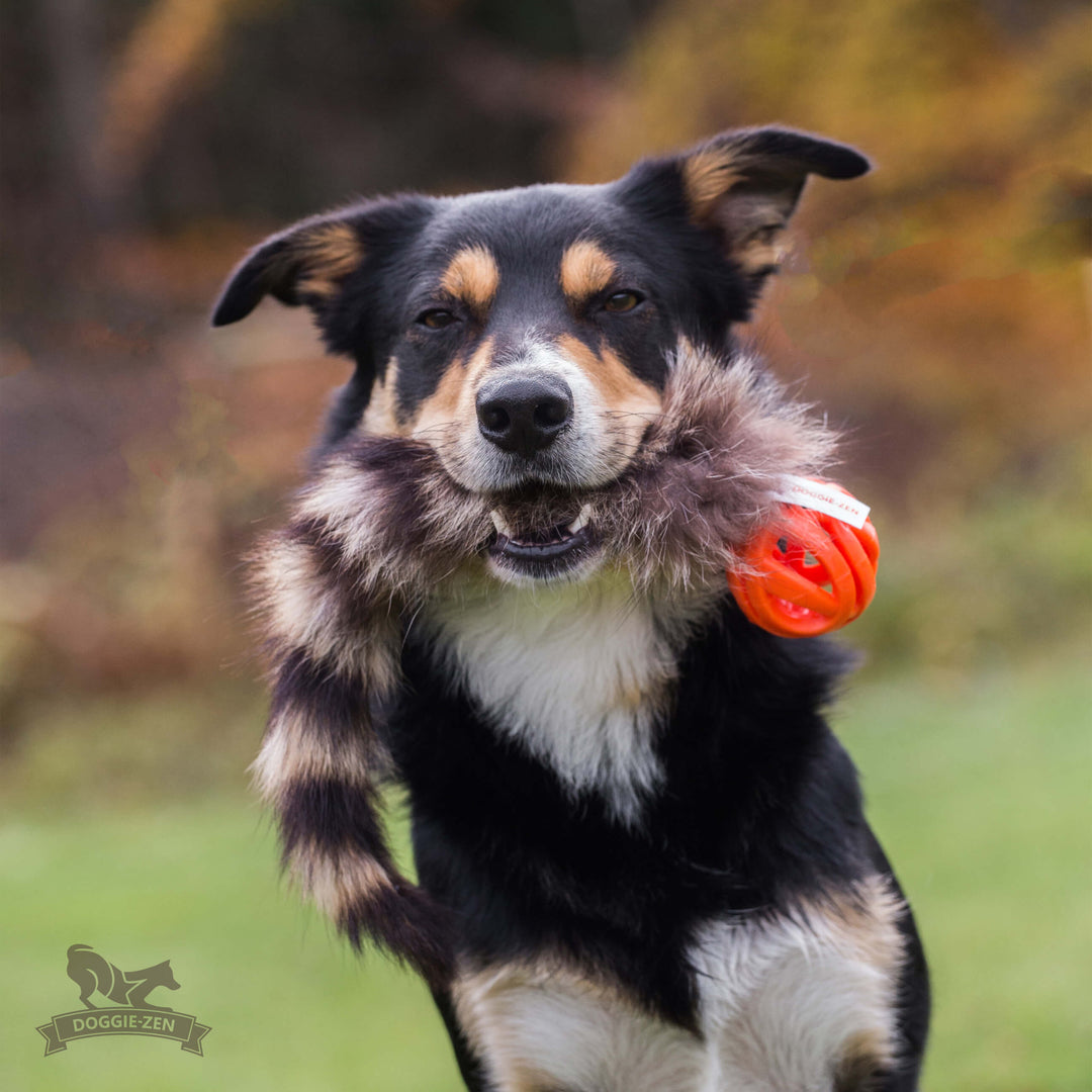 Raccoon Tail with Chuckit Air Ball