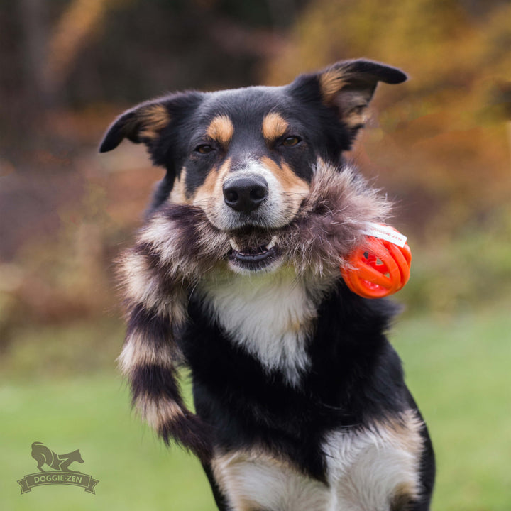 Raccoon Tail with Chuckit Air Ball
