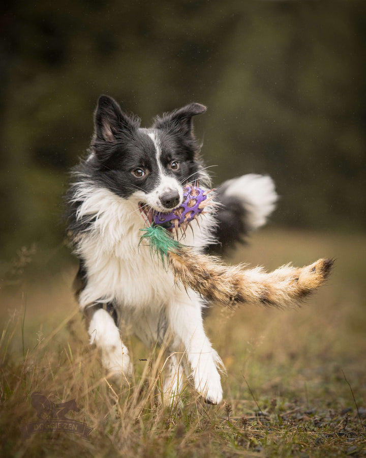 Squeaky Holee Comet Raccoon Tail