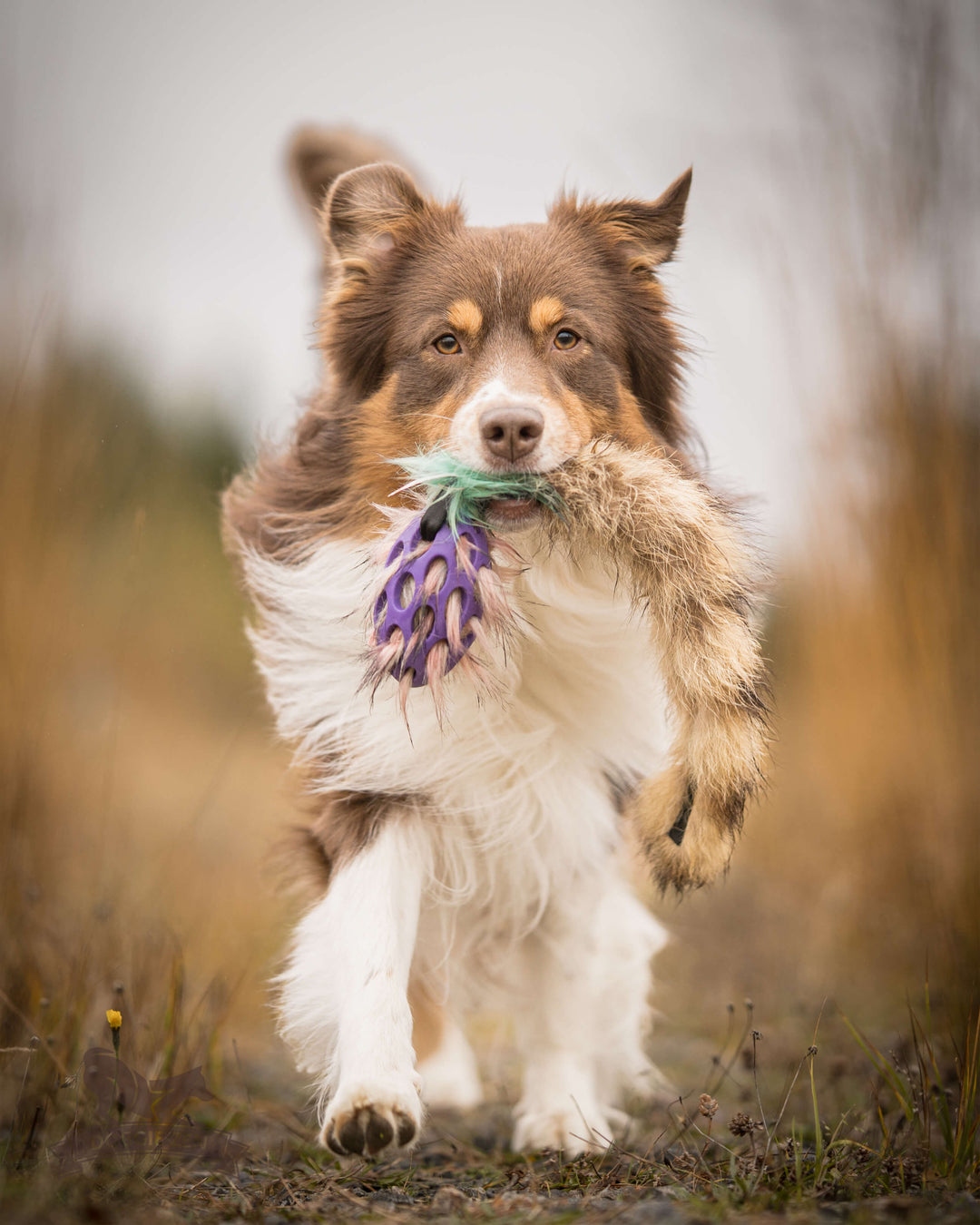 Squeaky Holee Comet Raccoon Tail