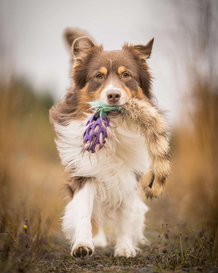 Squeaky Holee Comet Raccoon Tail