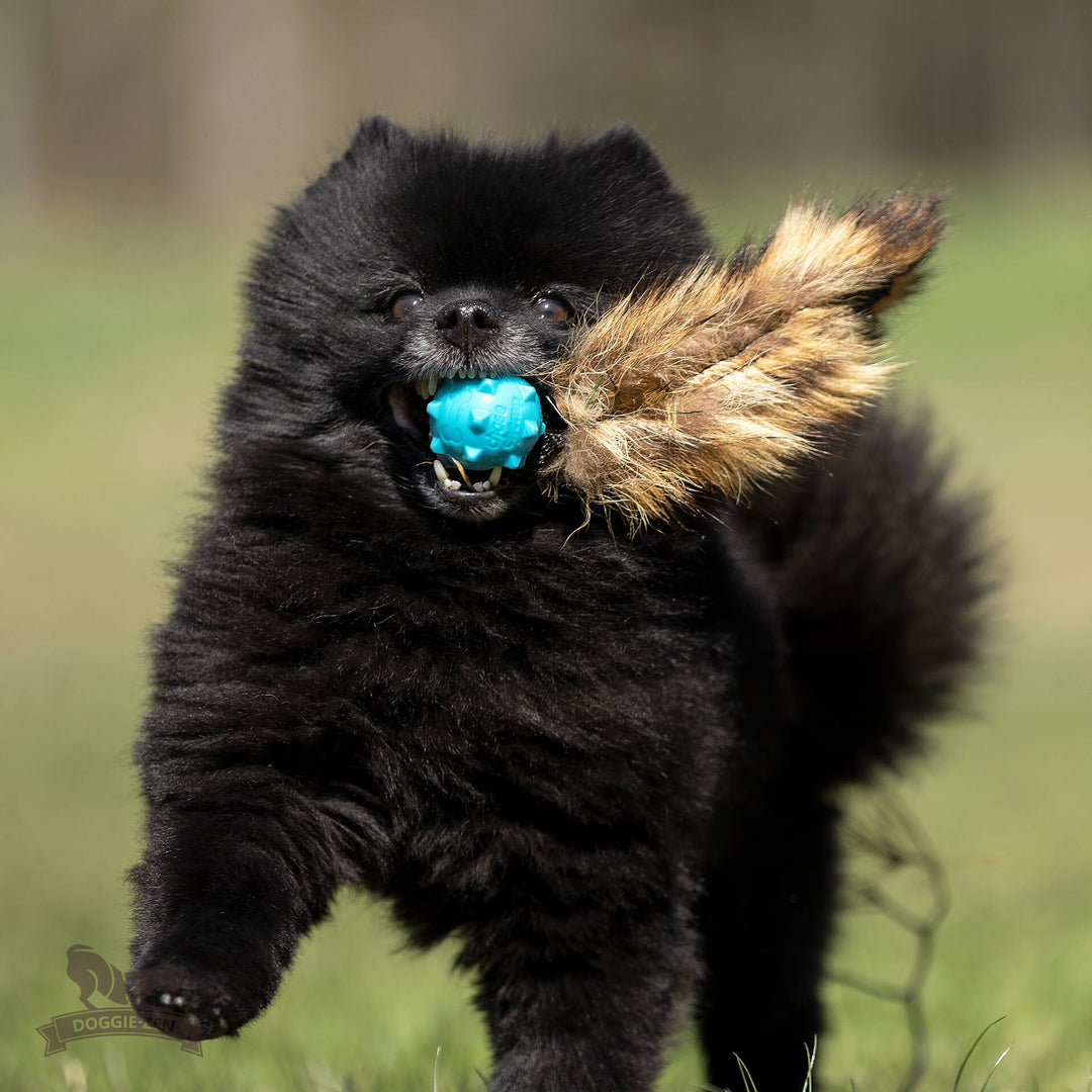 Raccoon Tail with Amazing Squeaker Knobble Ball