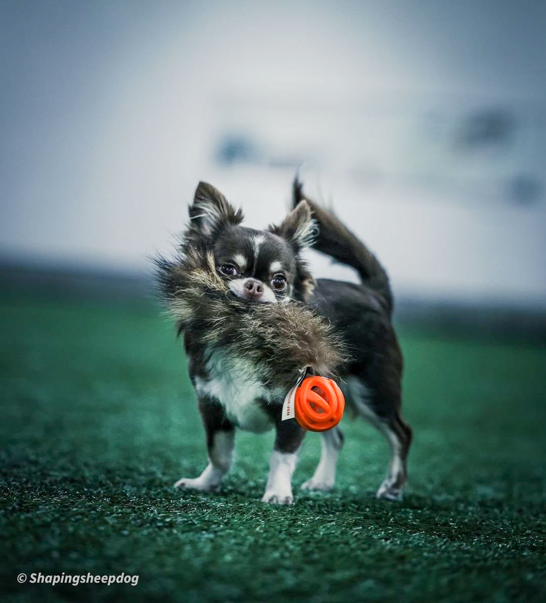 All Dog toys