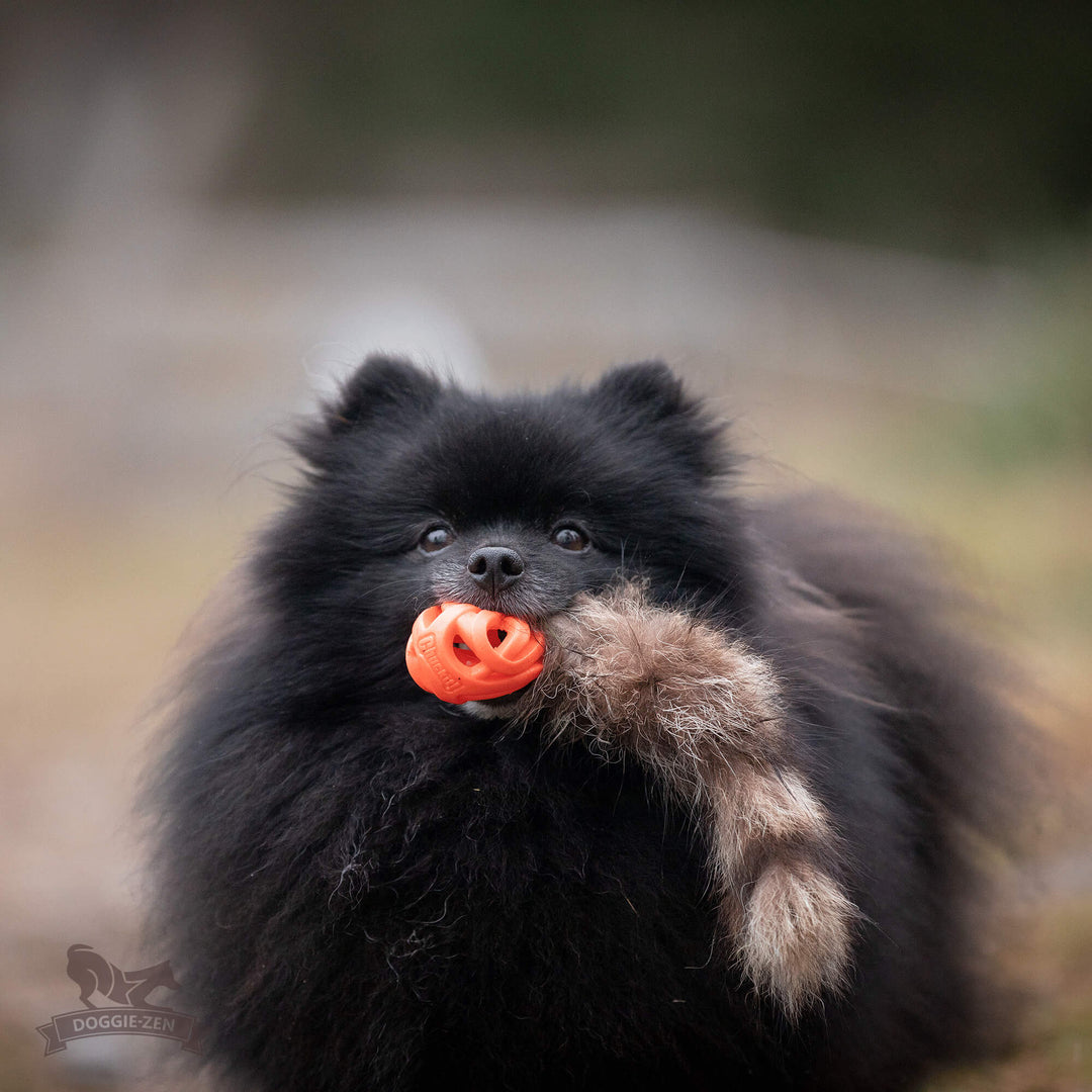 Raccoon Tail with Chuckit Air Ball