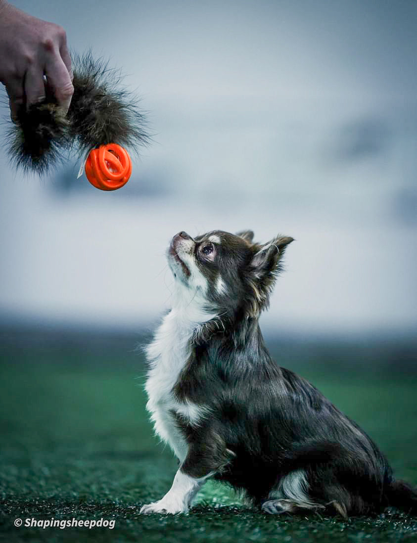 Raccoon Tail with Chuckit Air Ball