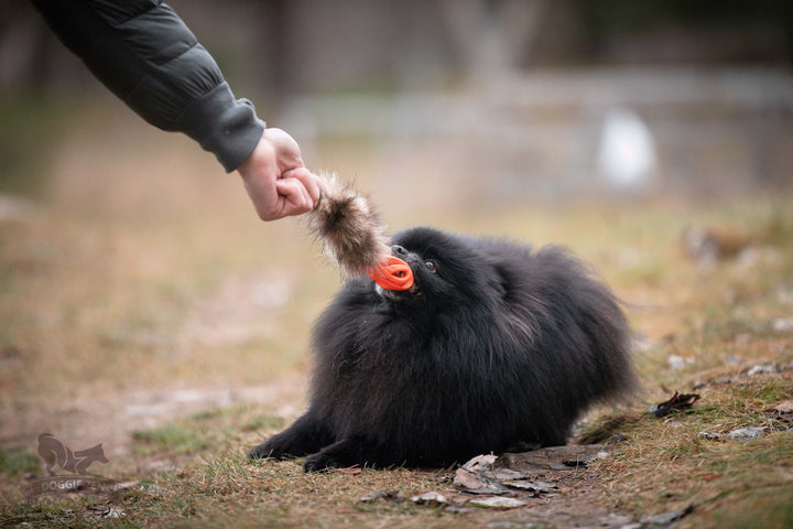 Raccoon Tail with Chuckit Air Ball