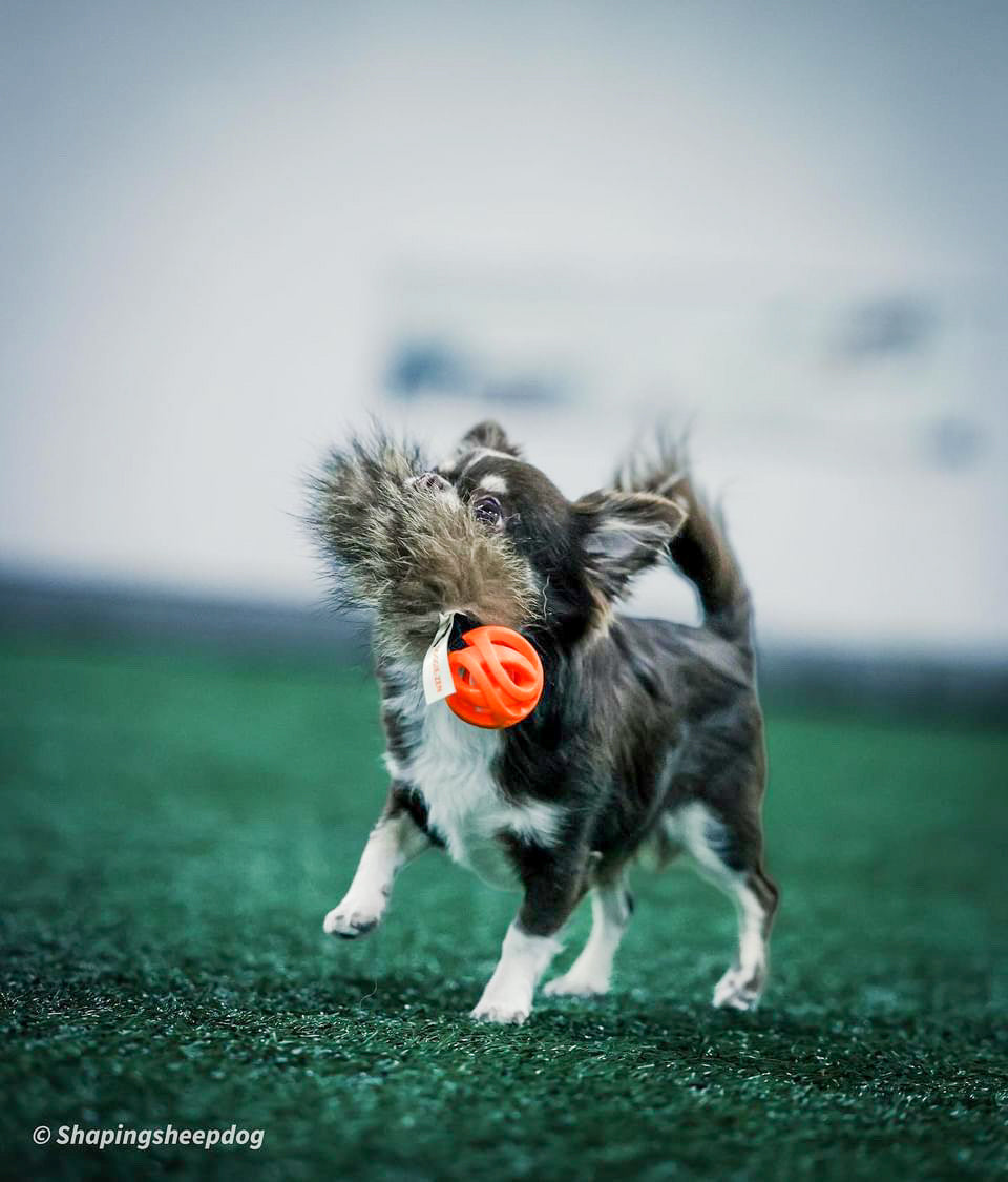 Raccoon Tail with Chuckit Air Ball