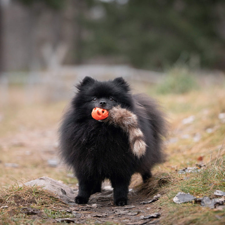 Raccoon Tail with Chuckit Air Ball