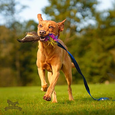 Wild Boar Chaser