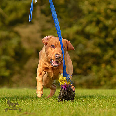 Wild Boar Chaser