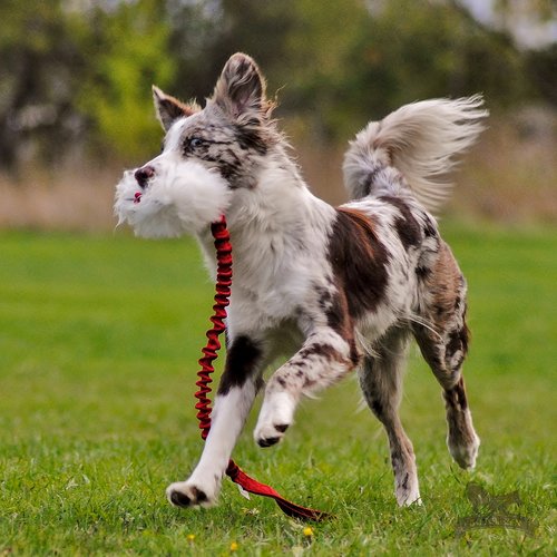 Long Bungee Sheepskin Treat Pouch CHASER