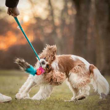 Raccoon tail ball sales toy